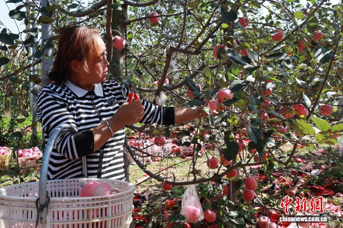 蓝狮平台官方：（走进中国乡村）黄土高原苹果迎丰收季 香飘海内外