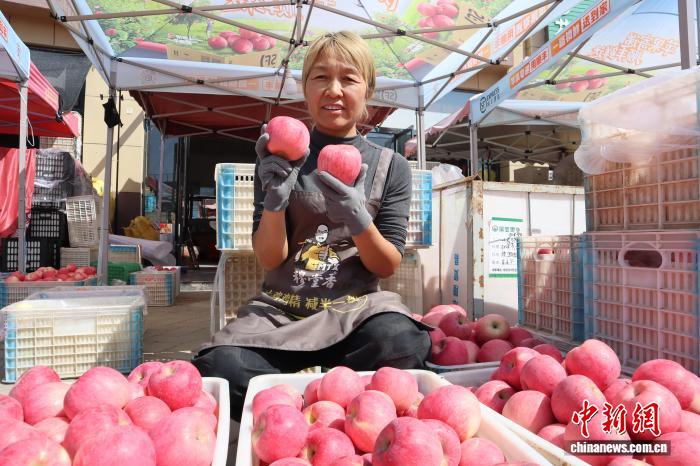 蓝狮平台官方：（走进中国乡村）黄土高原苹果迎丰收季 香飘海内外